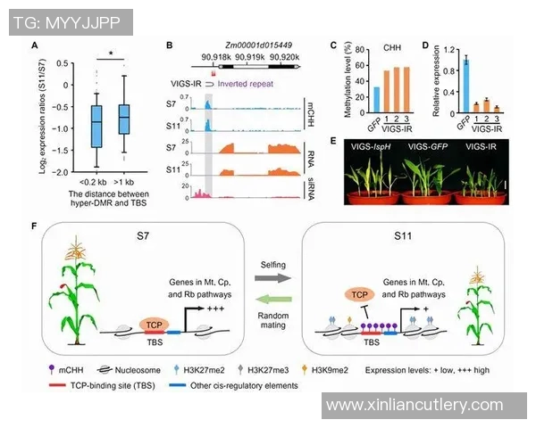 南京篮球队团队协作分析与其他球队的对比研究 南京篮球队团队协作分析与其他球队的对比研究